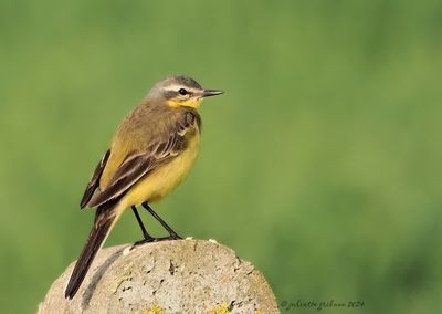 gele kwikstaart_grey wagtail