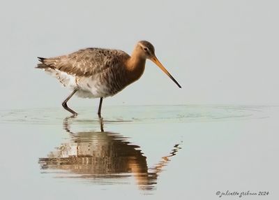 grutto_Limosa_limosa
