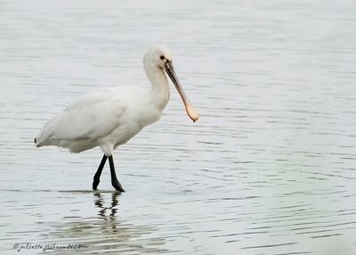lepelaars_Platalea leucorodia