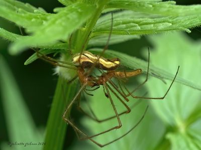 spinnen_spiders