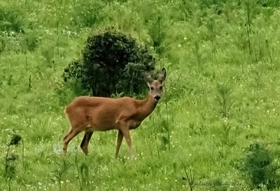 herten_deer