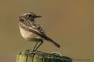 paapje (Saxicola rubetra)