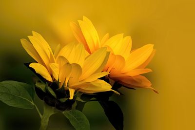 P5270009 -1b.jpg