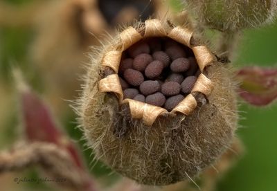 zaden_seeds