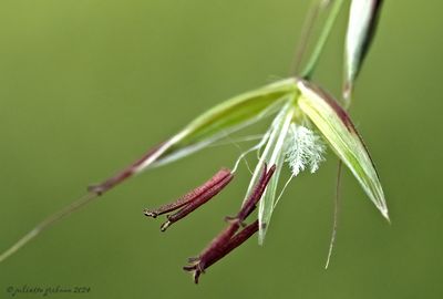 gras-grass