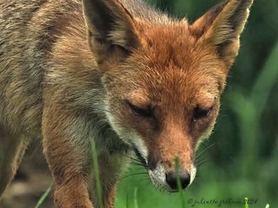 vos_vulpes_vulpes
