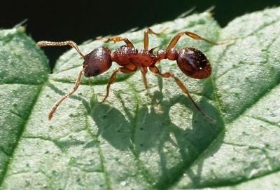 mieren_ants