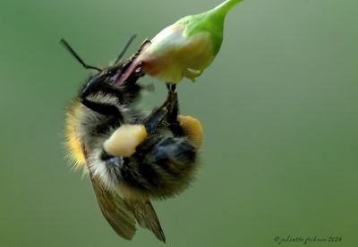 insecten_insects