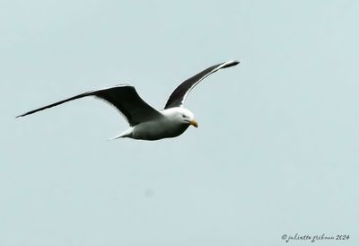 meeuwen_gulls