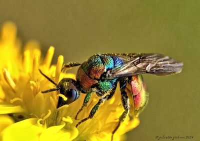 wespen-wasps