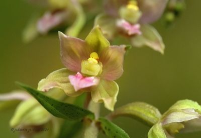 
Brede wespenorchis (Epipactis helleborine)
