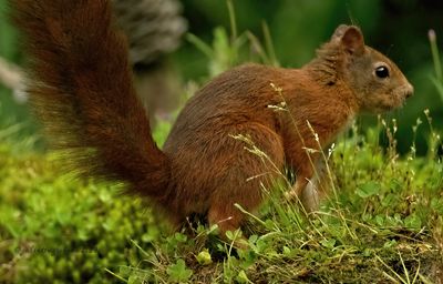 eekhoorn_squirl