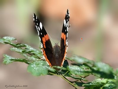 vlinders