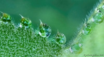 druppels_droplets