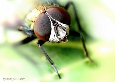 vliegen-flies