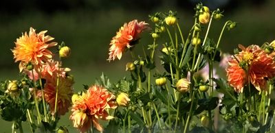 planten_plants