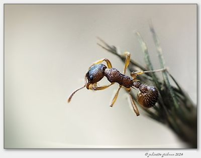 mieren_ants
