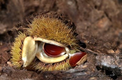 zaden_seeds