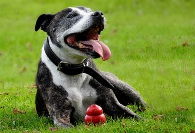 honden_dogs
