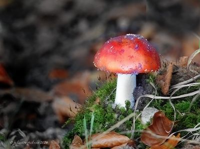 DSCN0121.jpg
