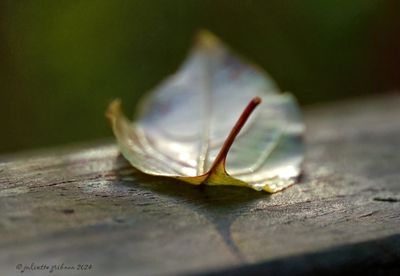 PB110082 -1.jpg