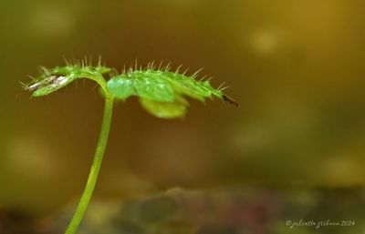 planten_plants