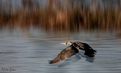vogels_birds