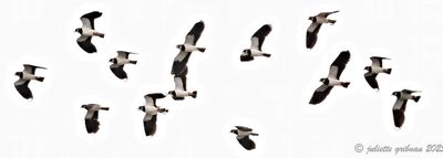 Kievit_Vanellus_vanellus