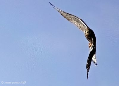torenvalk_Falco tinnunculus