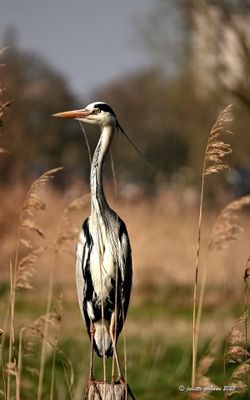 reigers-herons