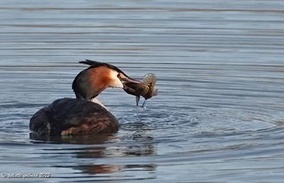 fuut_Podiceps cristatus