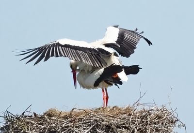 ooievaars_storks