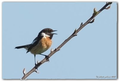 roodborsttapuit_Saxicola_rubicola