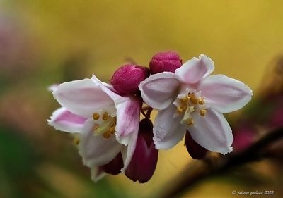 nieuw-new