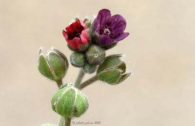 P5260112 -1.jpg