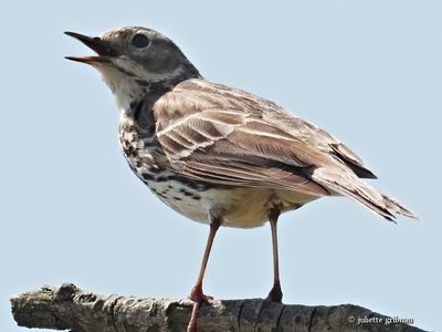 nieuw-new