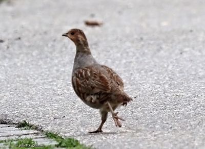  nieuw-new  