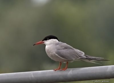 nieuw-new