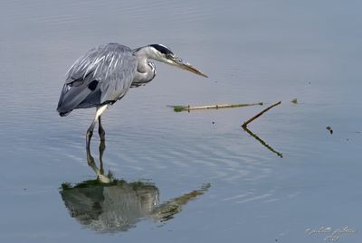  nieuw-new  