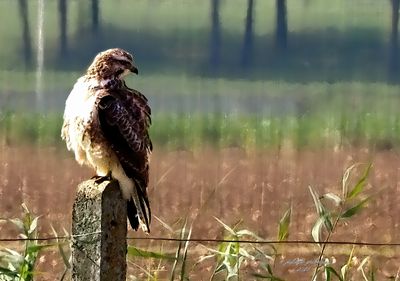  nieuw-new  