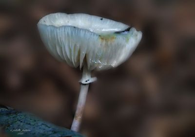  nieuw-new  