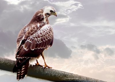  nieuw-new  