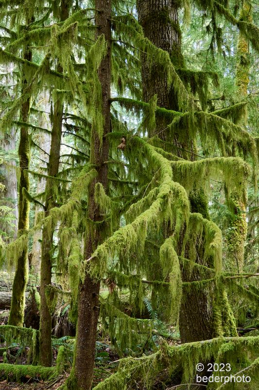draped forest above Trent River gorge