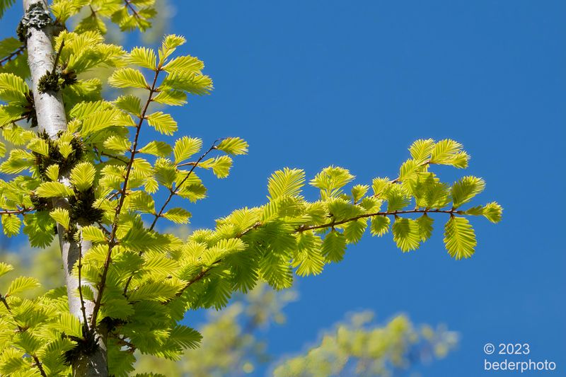swamp cypress