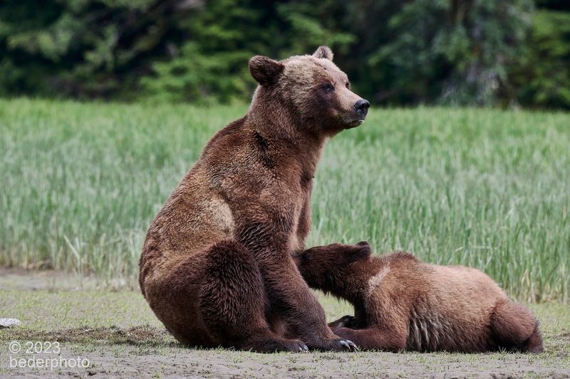 mom sat down to feed cub #1