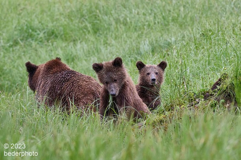 grizzly family