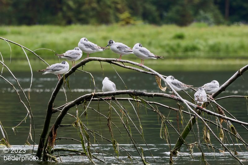 gulls hanging out in estuary channel