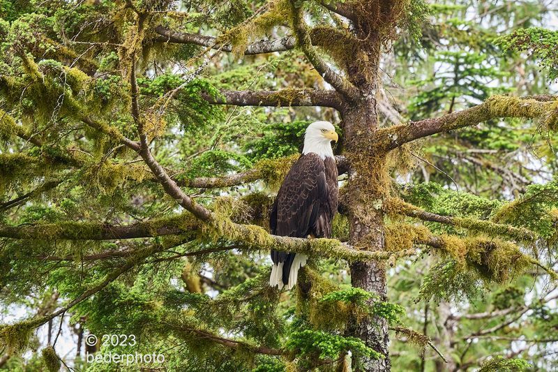 lord of the avian forest