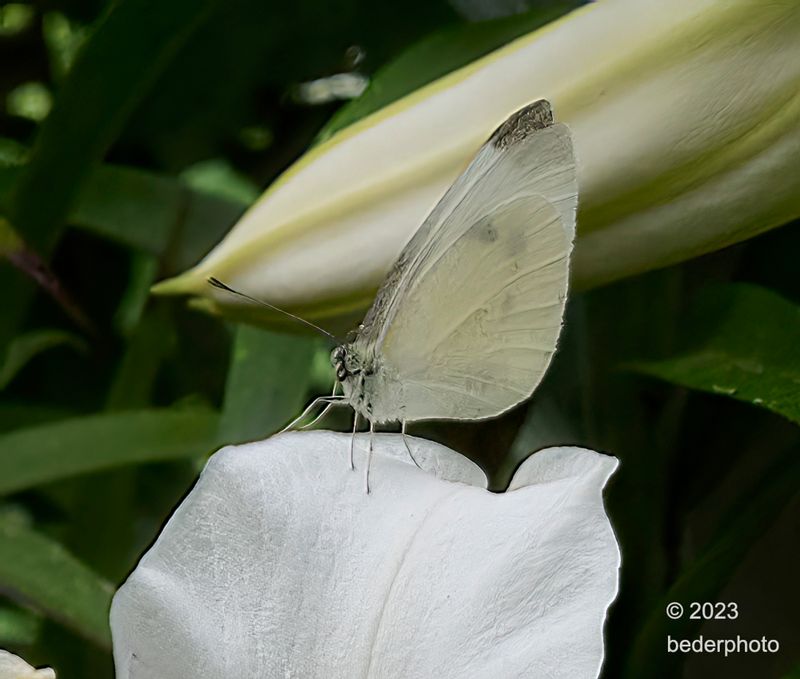Cabbage White  butterfly....Pieris rapae ..accidental capture !