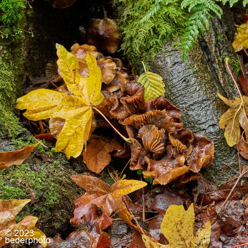 late stage curly fungi